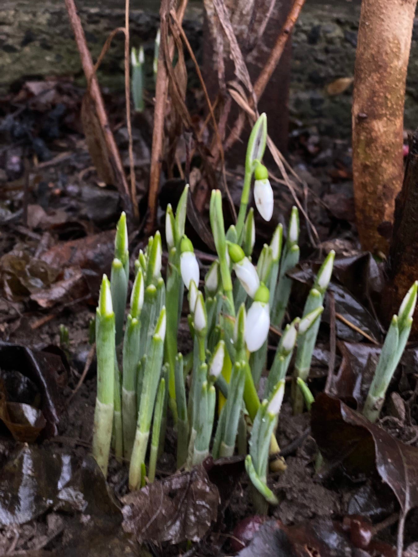 На Закарпатті серед зими розцвіли проліски: "наче у казці" (фото)