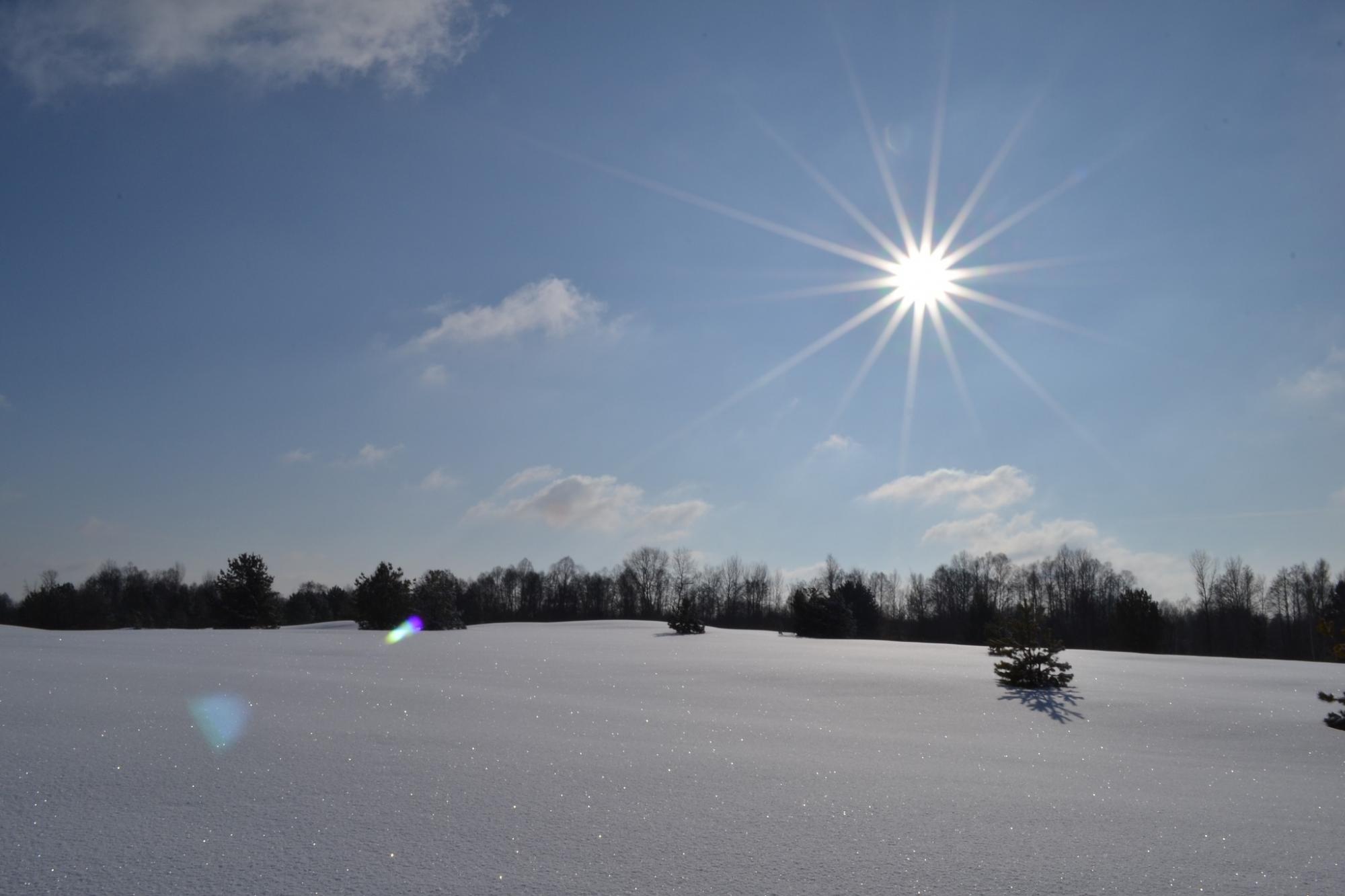 В Чернобыле показали восхитительные фото, как ловят солнце животные, которые не заснули зимой