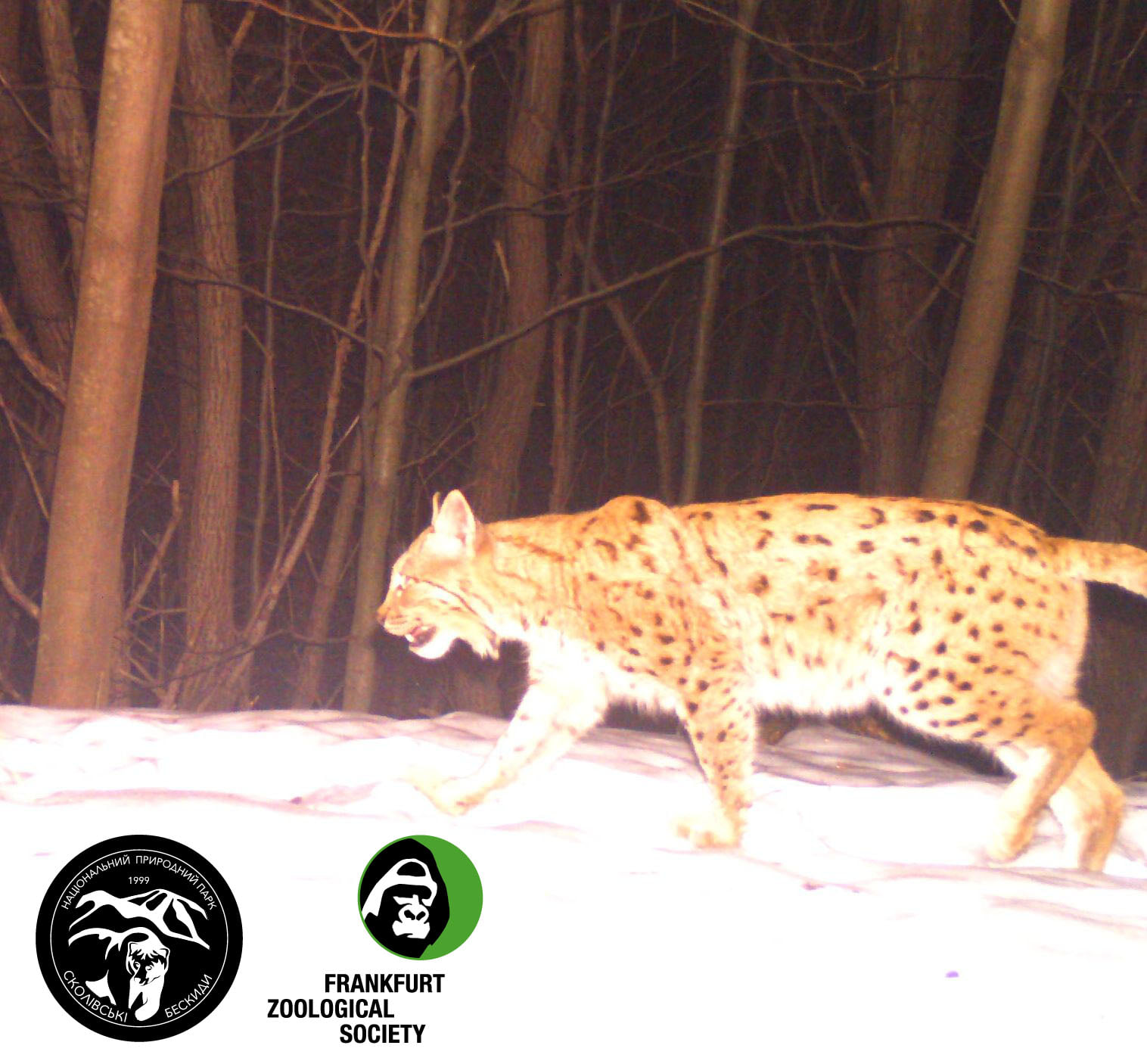 В Карпатах завелся хищник, который тут очень редко встречается: фото грациозного животного