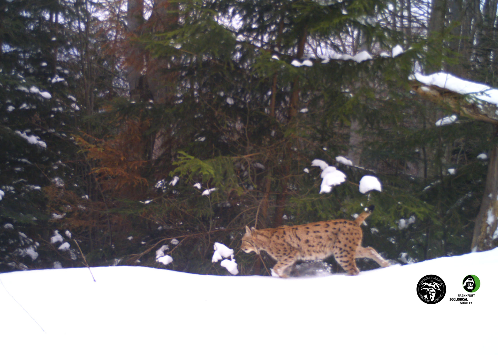 В Карпатах завелся хищник, который тут очень редко встречается: фото грациозного животного