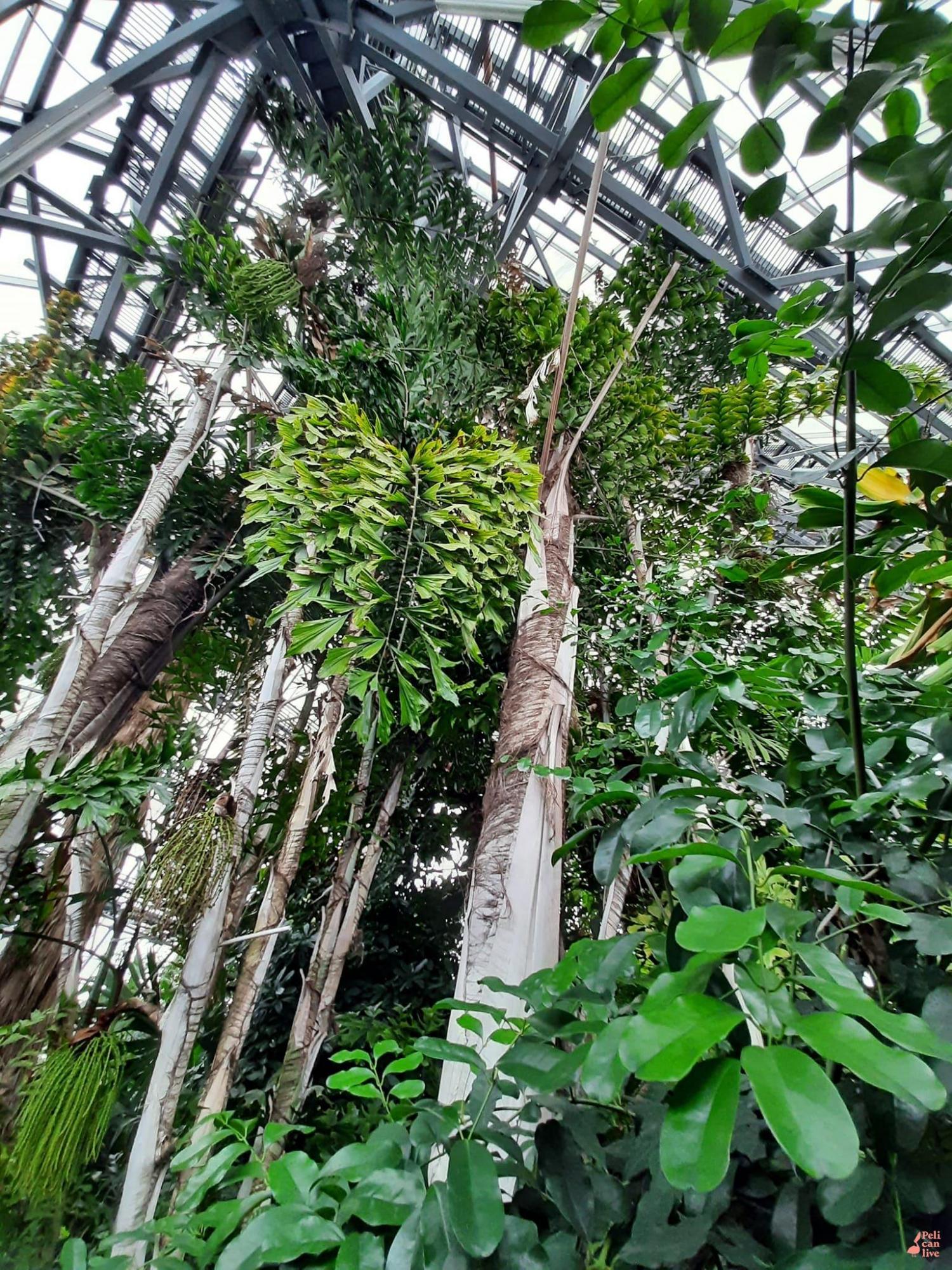 У Ботанічному саду Києва можуть загинути унікальні рослини: що сталося