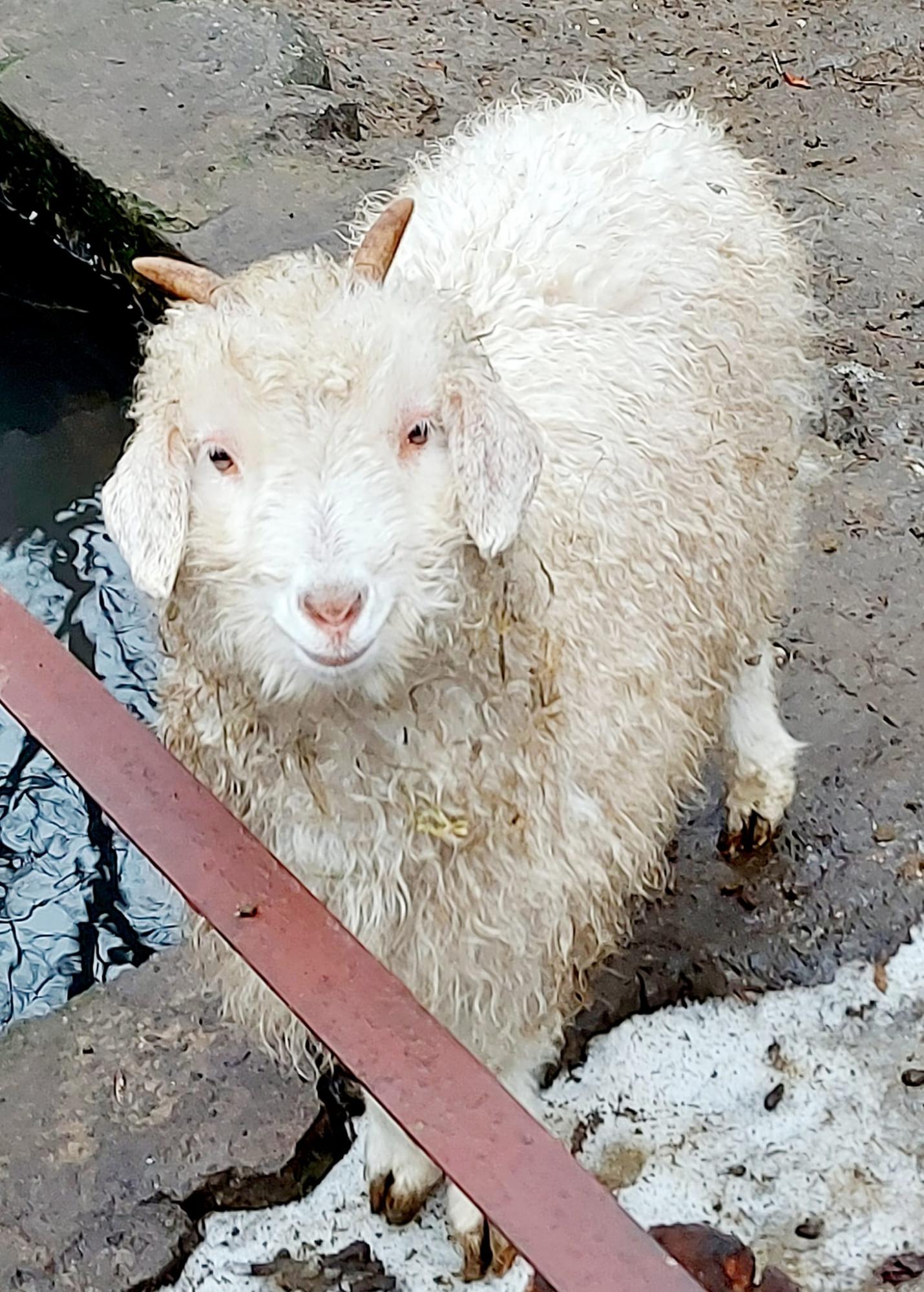 Обезьянки Анфиса и Чарлик, ослик Ося, еноты Мишка, Леля, Динька: в зоопарке под Херсоном погибло более 300 животных