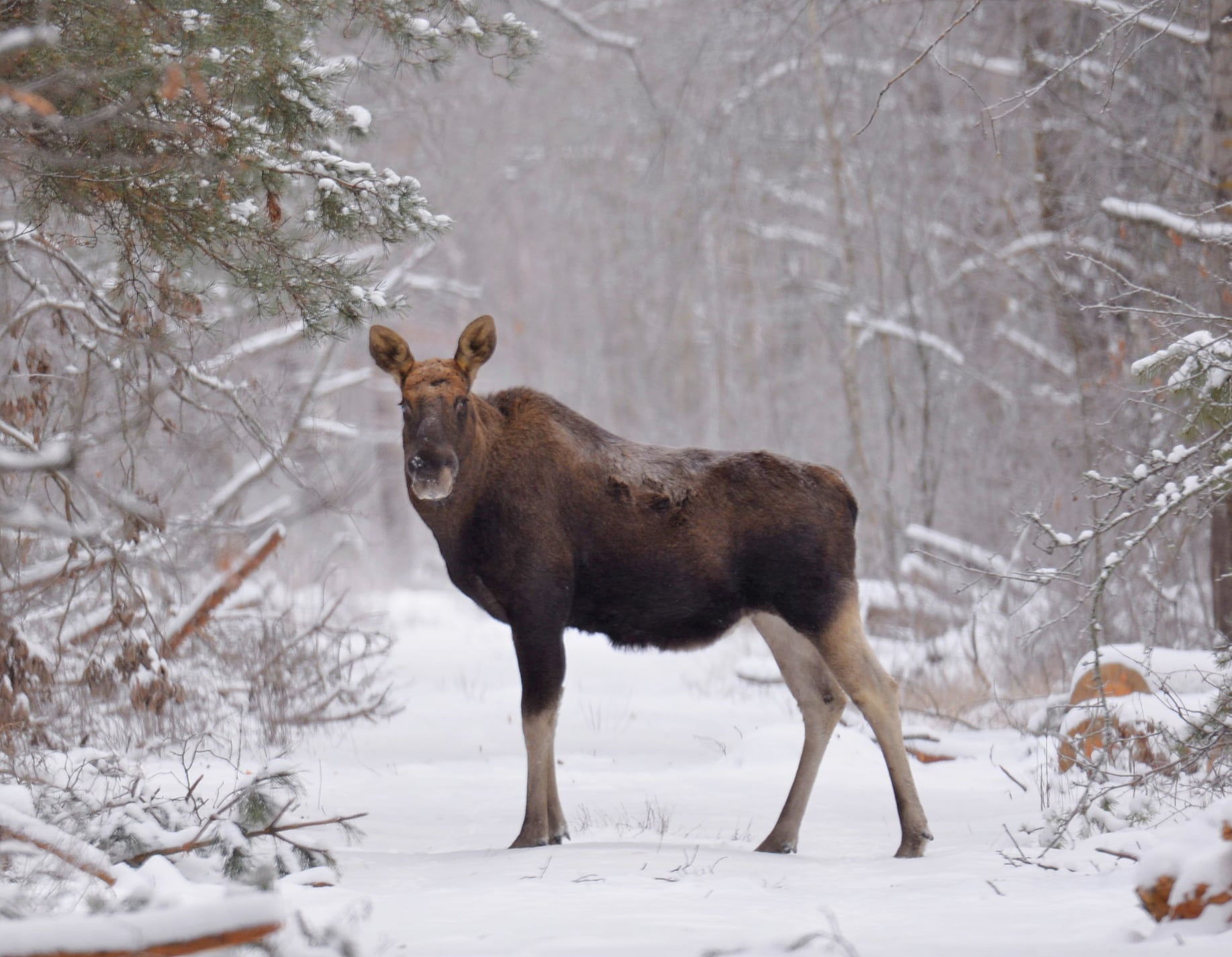 В Чернобыле краснокнижное животное позировало на фото: достойна выставки