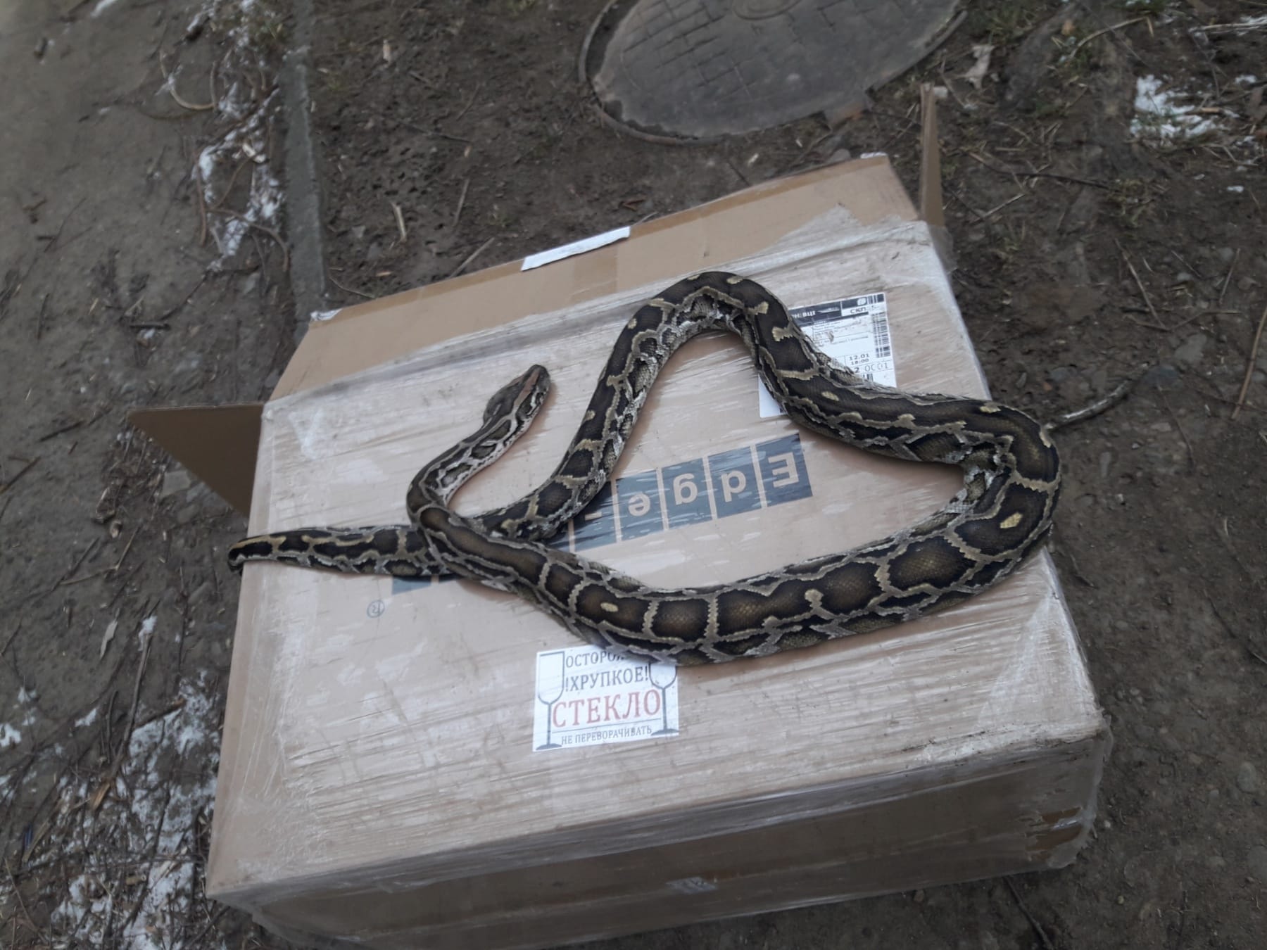 В Черновцах посреди улицы нашли настоящего питона (фото)