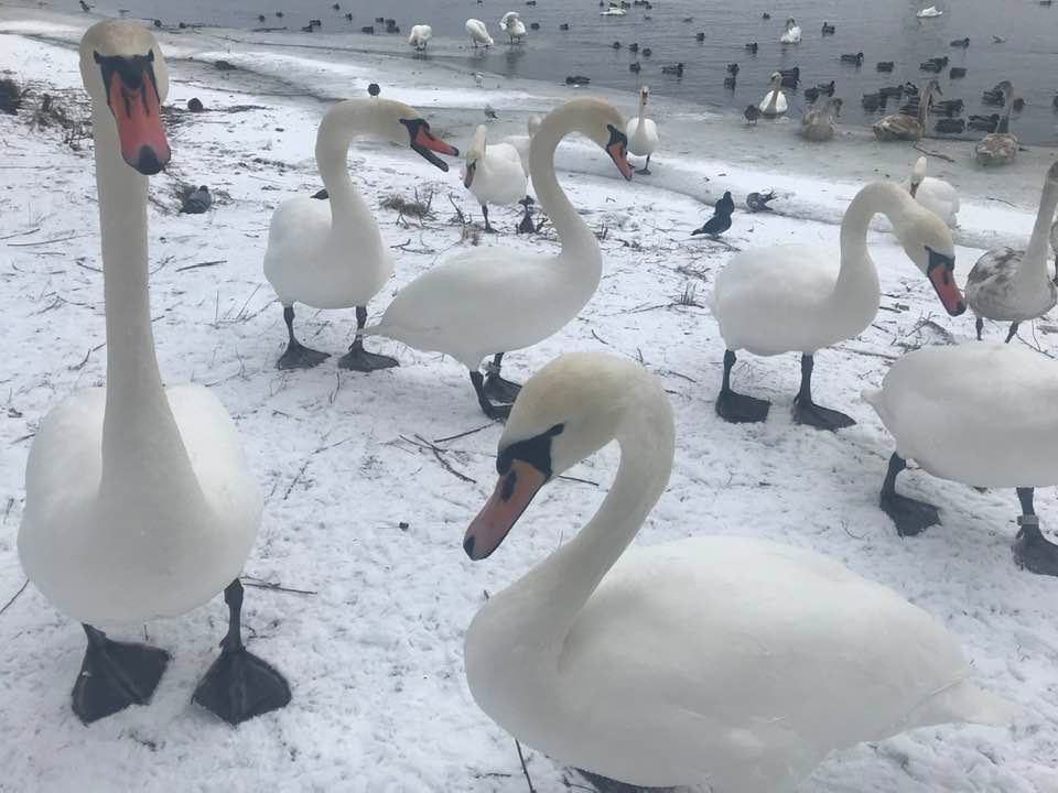 В Киеве на реке заметили настоящее лебединое царство: красота птиц поражает (фото)