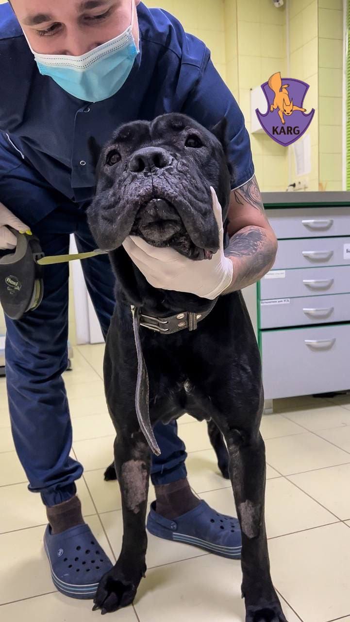 У Києві шукають новий будинок для пса Дарта, який 5 днів охороняв мертвого господаря (фото)