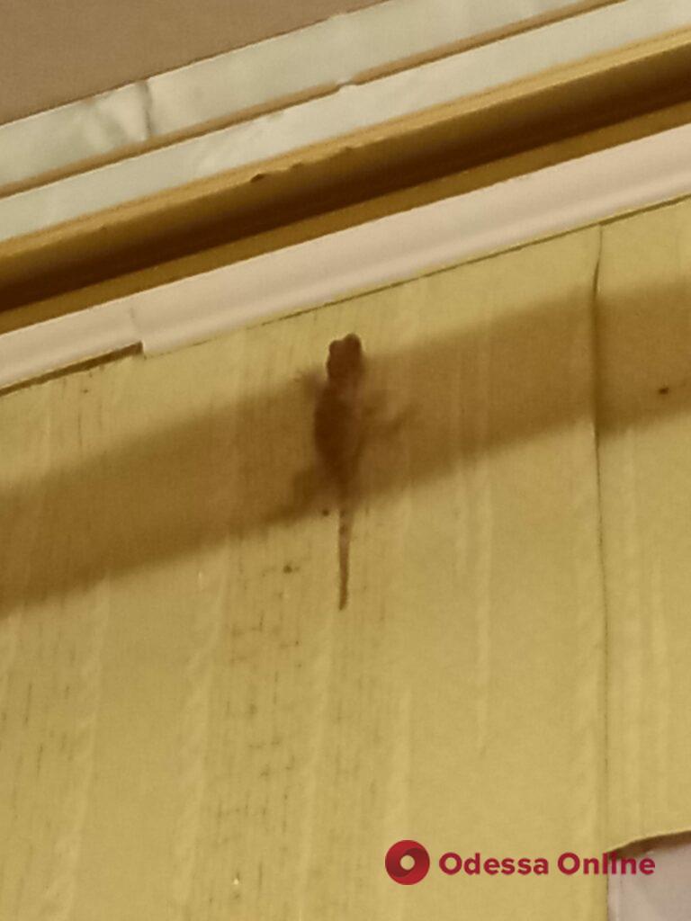 В Одессе ящерицы поселились в доме и заползают к жильцам (фото)