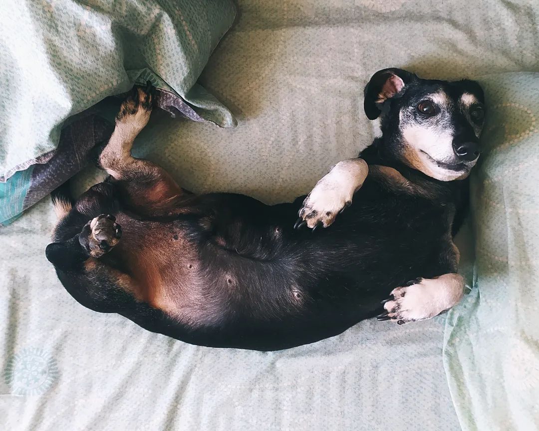 Не тільки Патрон: у ДСНС розповіли про пошуково-рятувальну таксу-ветерана