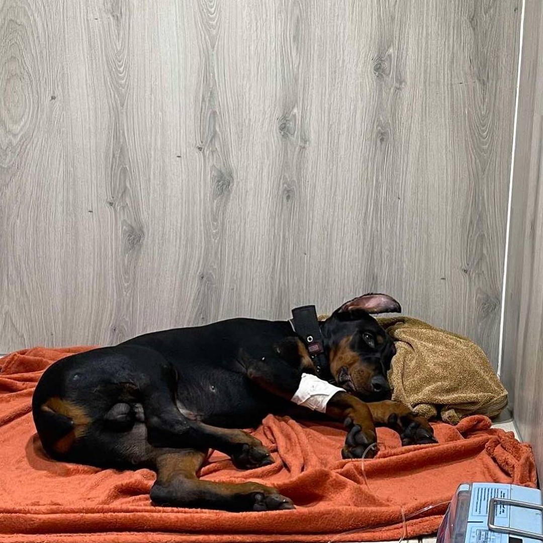 У Києві шукають господарів добермана, якого збила машина: тварина у критичному стані