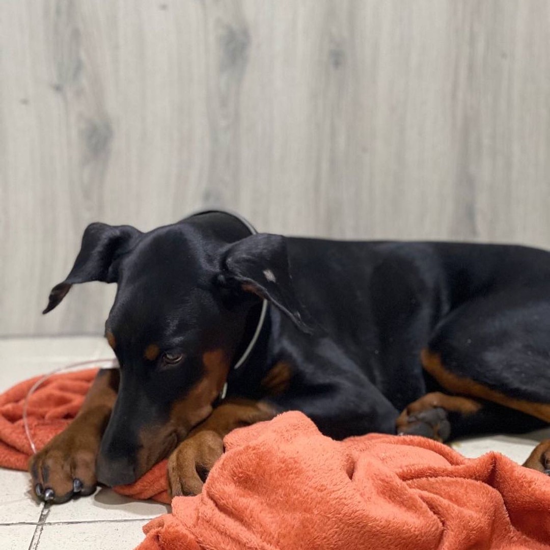 У Києві шукають господарів добермана, якого збила машина: тварина у критичному стані