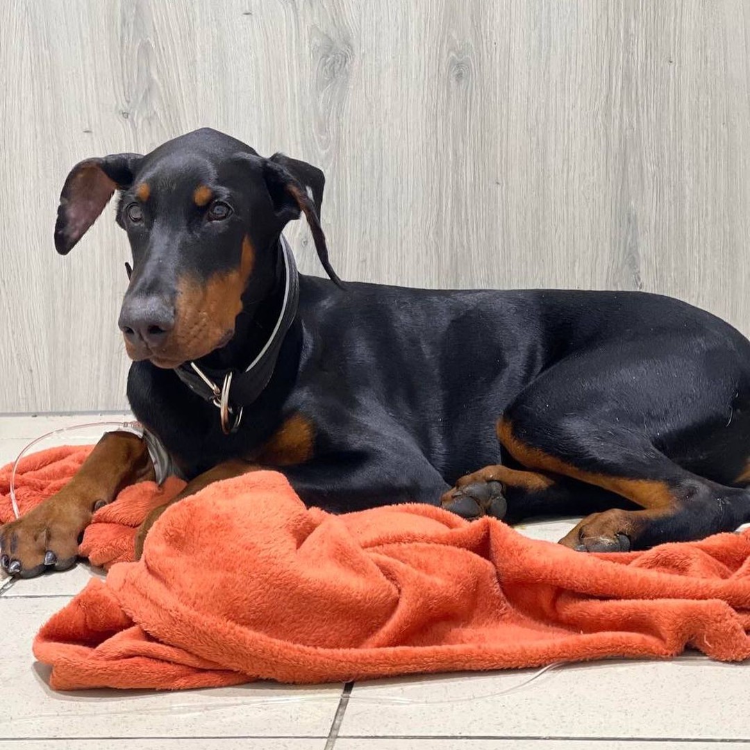 У Києві шукають господарів добермана, якого збила машина: тварина у критичному стані