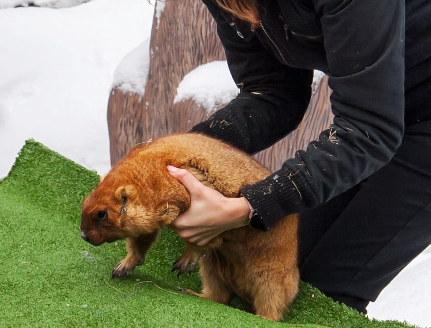 День бабака. Як з'явилося свято та чи збуваються прогнози українських "синоптиків"