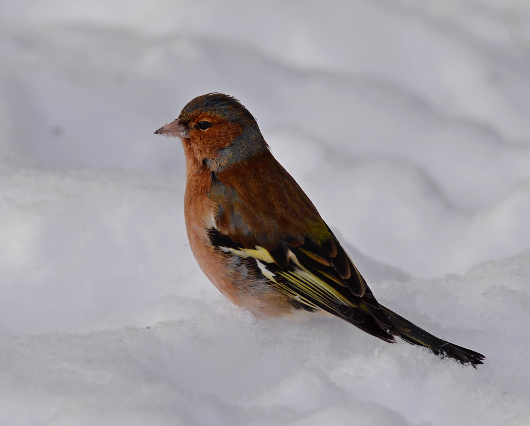 В Чернобыле в фото-ловушку попала маленькая, певчая птичка (фото)