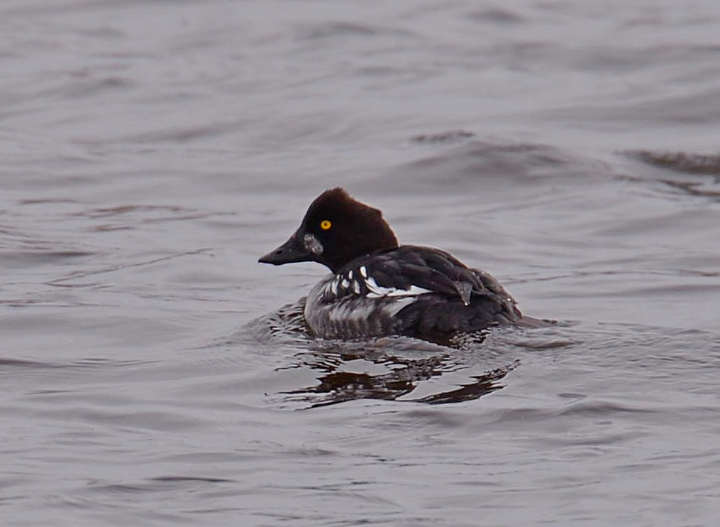 В Чернобыле показали "краснокнижную" птицу: редкий гость в регионе (фото)