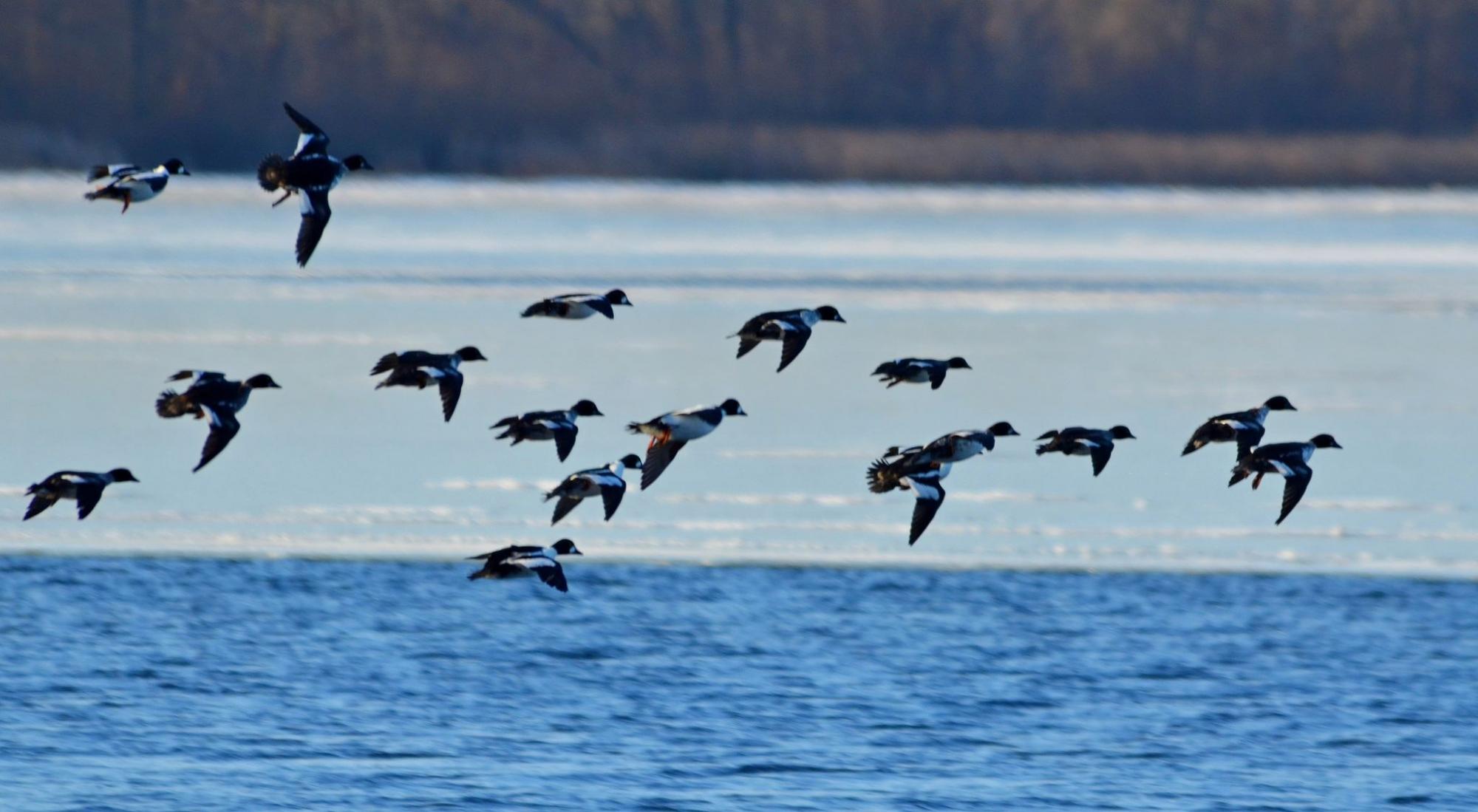 В Чернобыле показали "краснокнижную" птицу: редкий гость в регионе (фото)