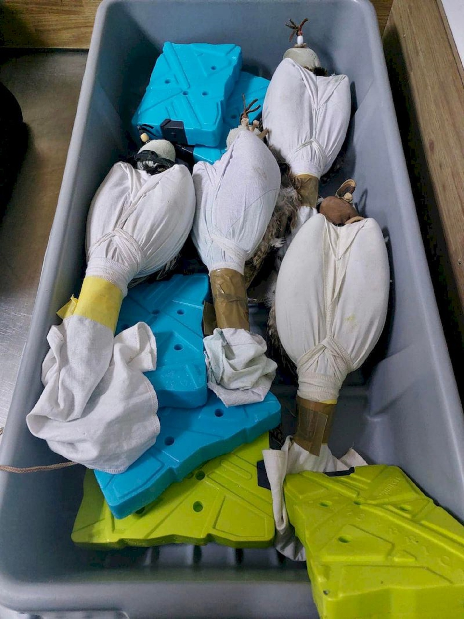 Контрабандні рекорди: найдивніші речі, які намагалися вивезти з України