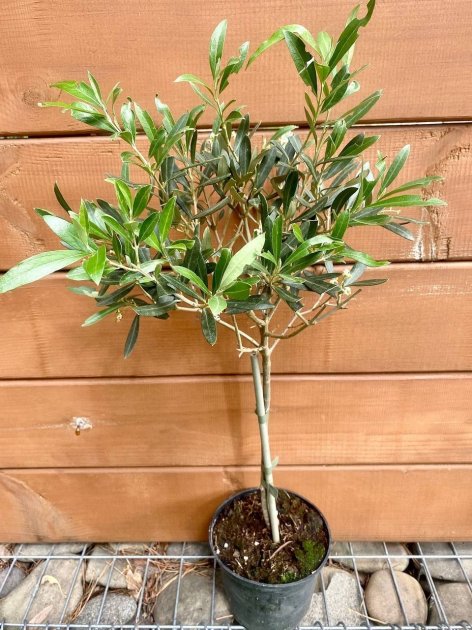 Вирощуємо оливкове дерево на підвіконні: проста інструкція