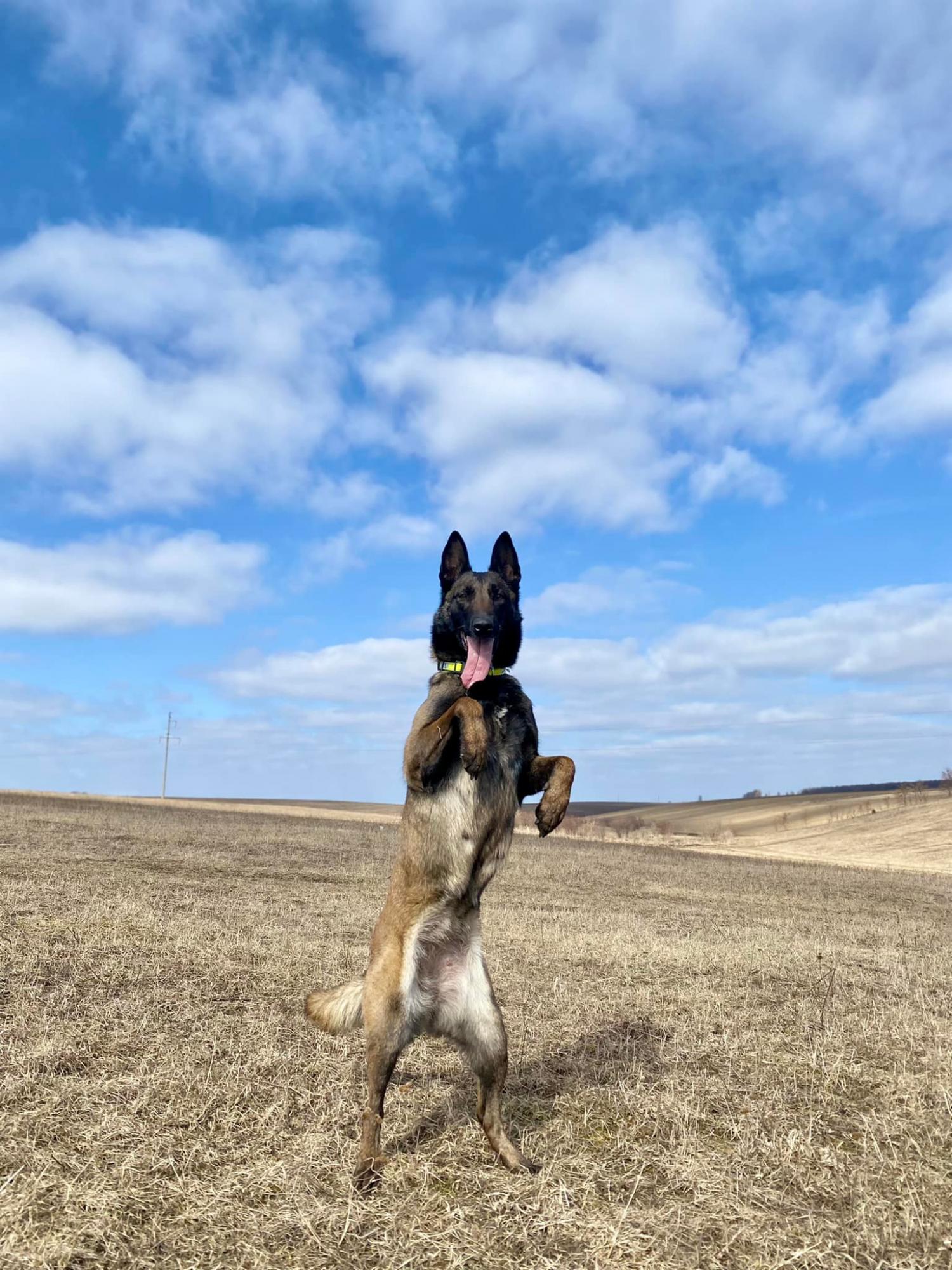 Служебный пес Нацгвардии выиграл чемпионат мира по дрессировке: фото красавицы