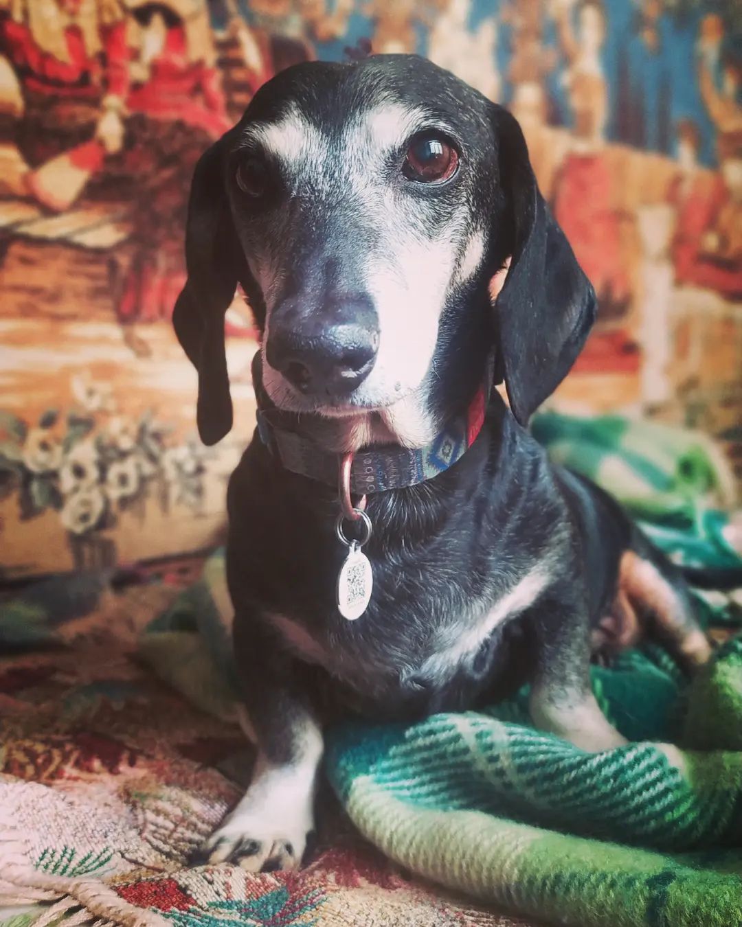 Не тільки Патрон: у ДСНС розповіли про пошуково-рятувальну таксу-ветерана