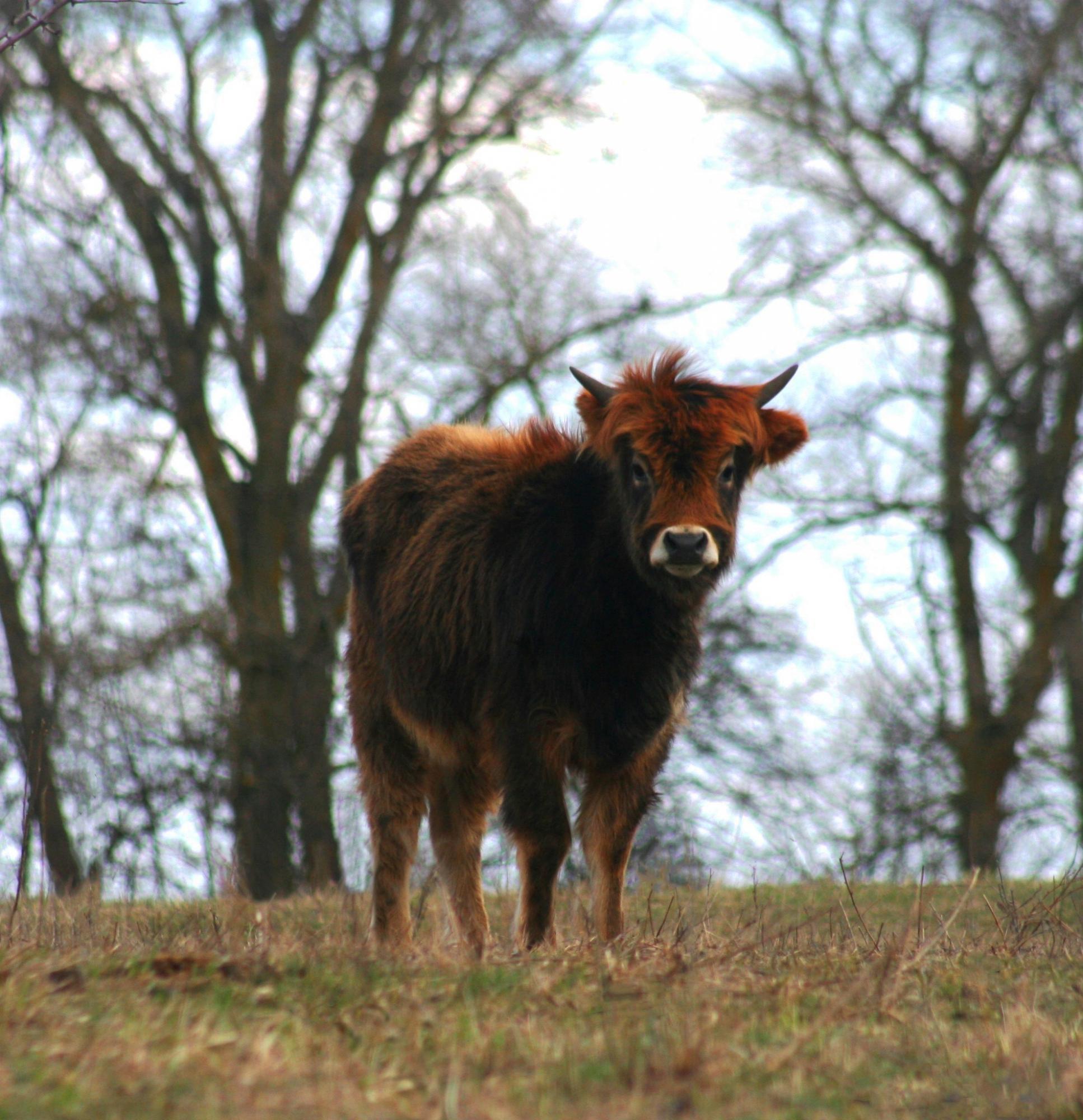 Парки та етнокомплекси. Де недорого відпочити поблизу Києва: яскраві ідеї