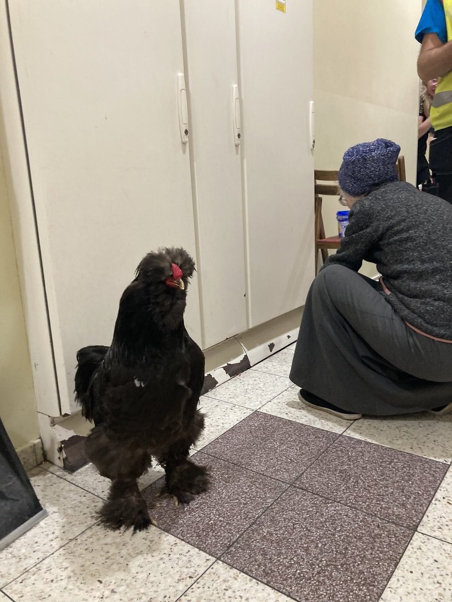 Как же я Тошу брошу на войне? Жительница Мариуполя вывезла из-под обстрелов самое дорогое