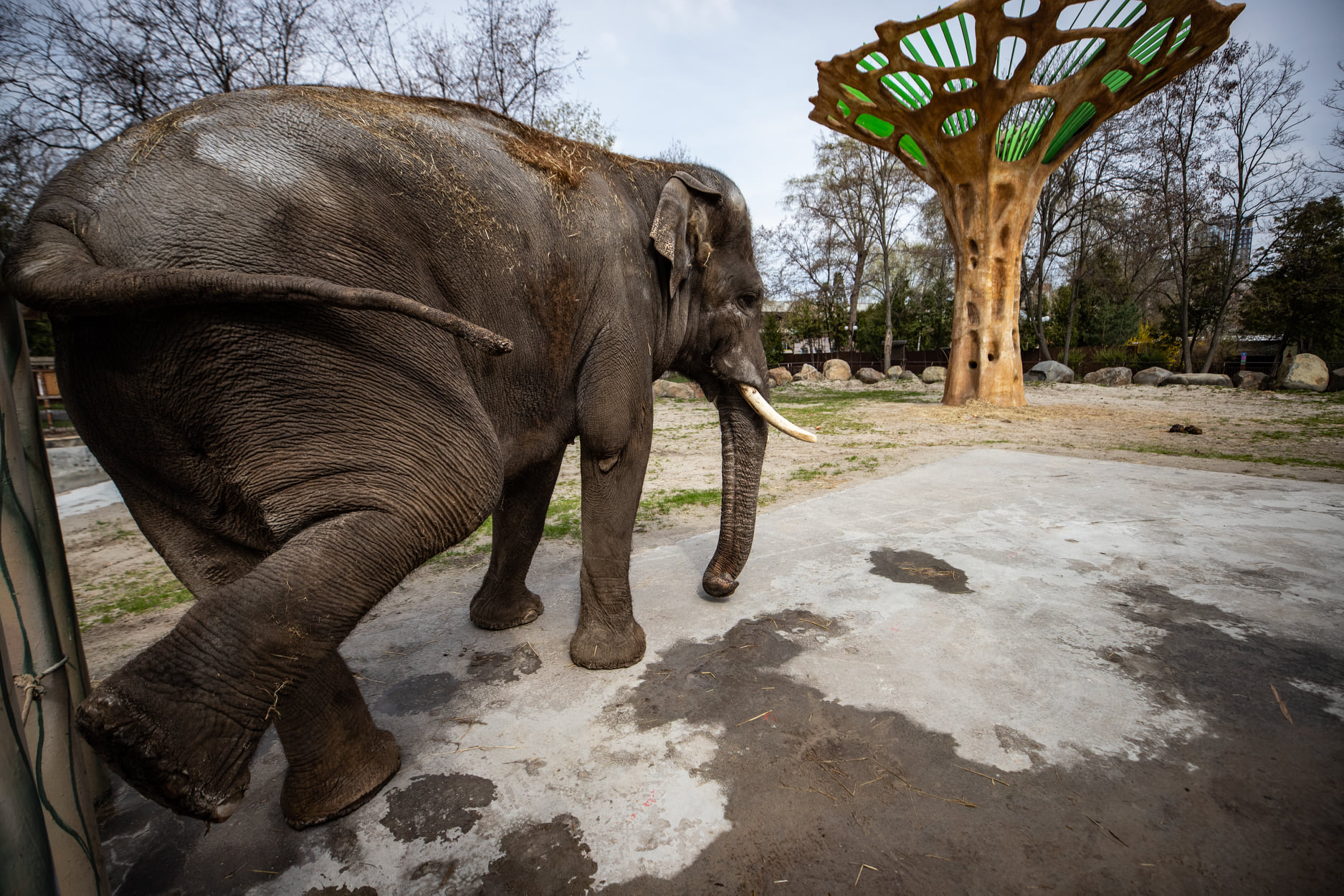 Київський зоопарк прийняв біженців з інших звіринців України: неймовірно милі фото