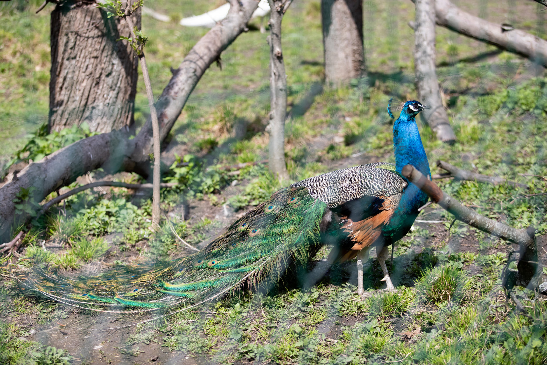 Київський зоопарк прийняв біженців з інших звіринців України: неймовірно милі фото