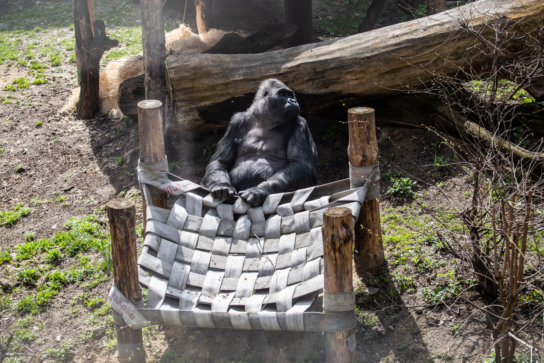 Київський зоопарк прийняв біженців з інших звіринців України: неймовірно милі фото