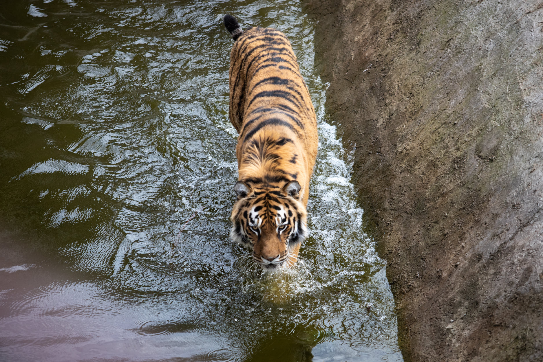 Київський зоопарк прийняв біженців з інших звіринців України: неймовірно милі фото