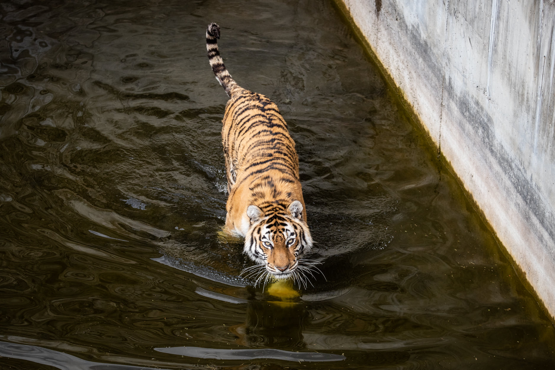 Київський зоопарк прийняв біженців з інших звіринців України: неймовірно милі фото
