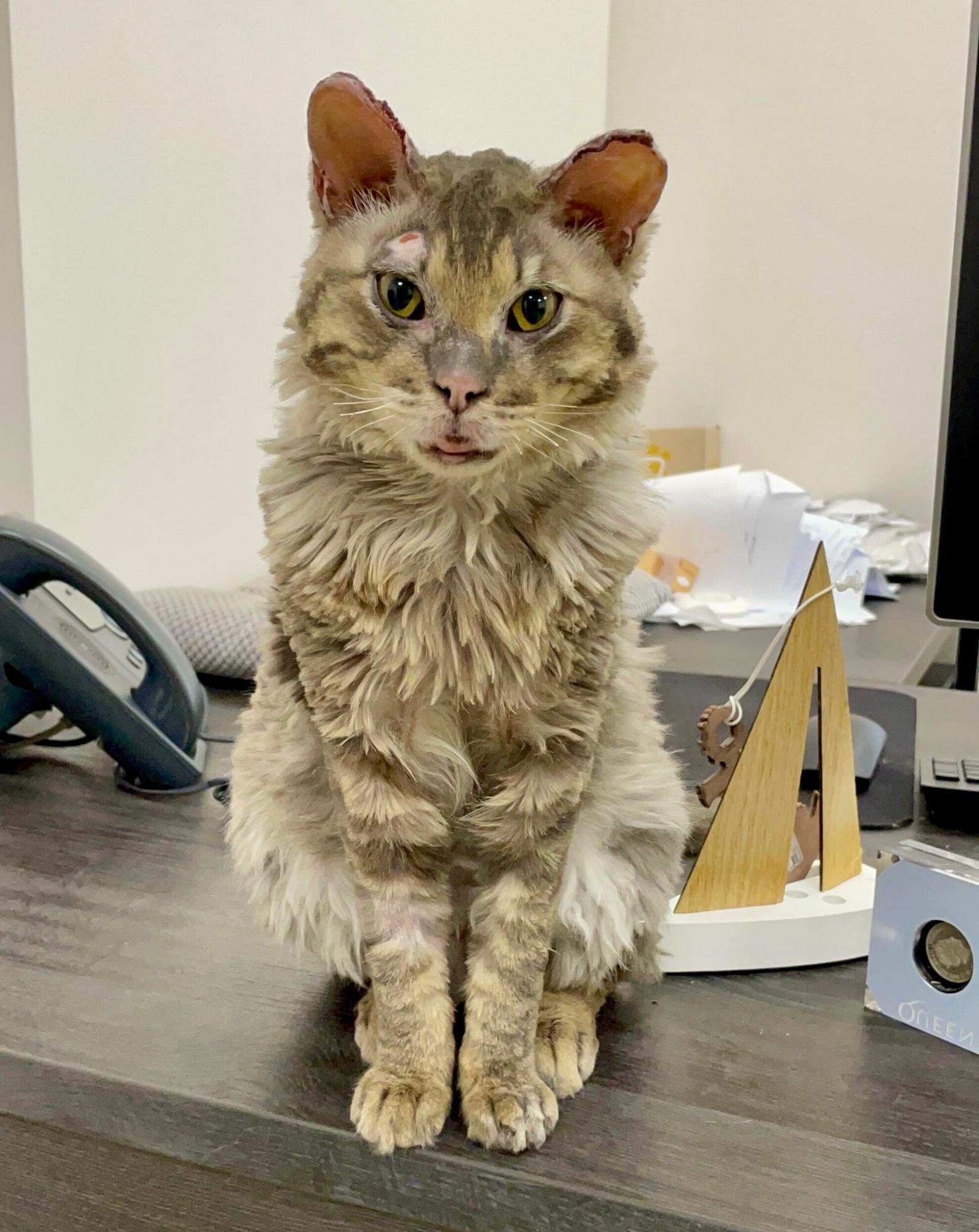 Відродився з попелу: дивіться, як зараз виглядає кіт Фенікс з Бучі