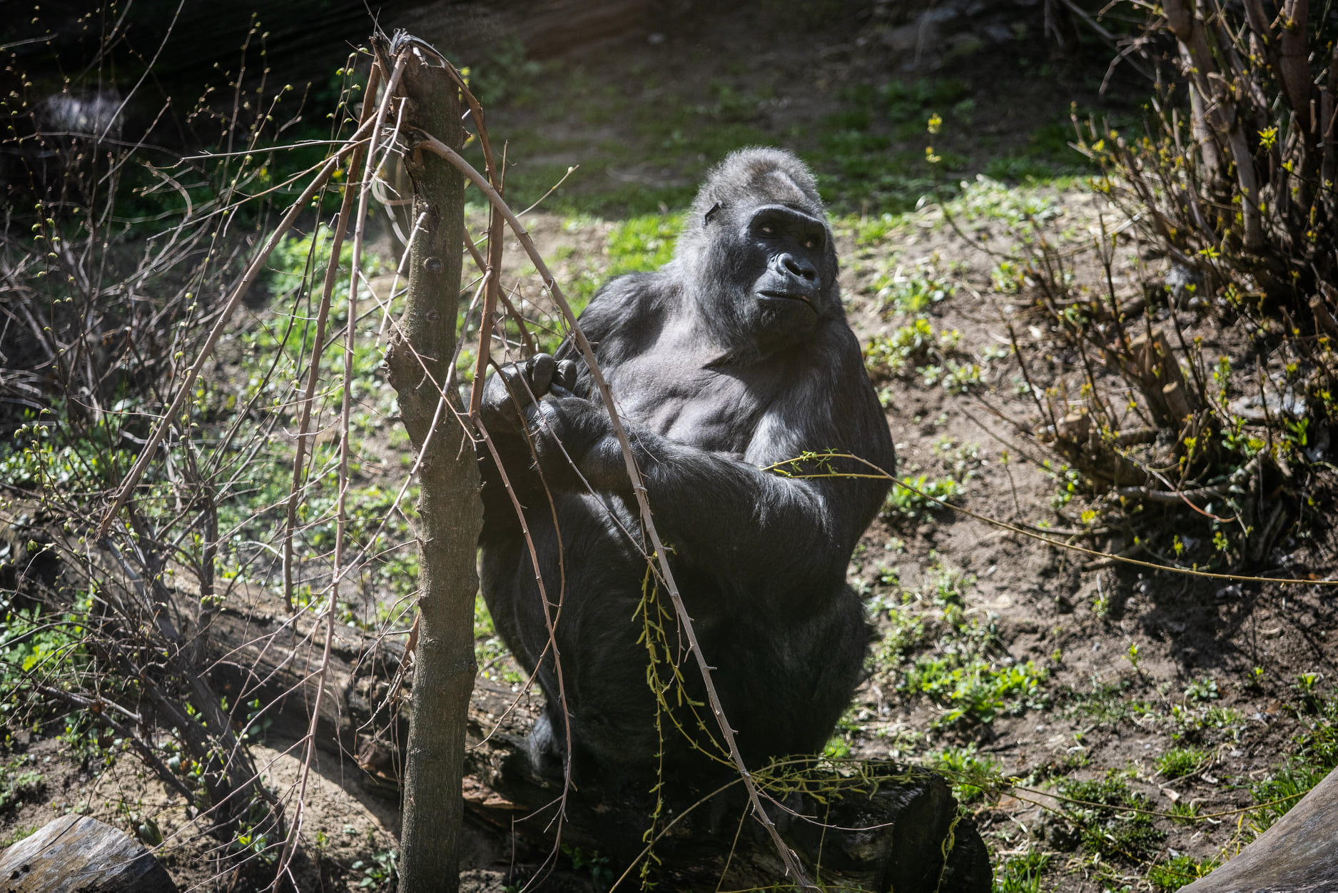Київський зоопарк прийняв біженців з інших звіринців України: неймовірно милі фото