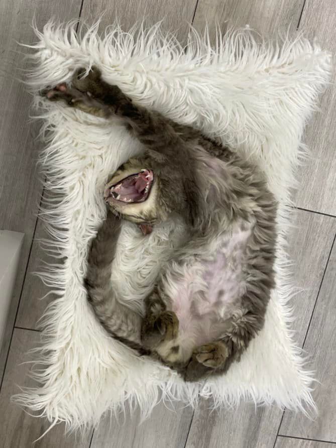 Відродився з попелу: дивіться, як зараз виглядає кіт Фенікс з Бучі