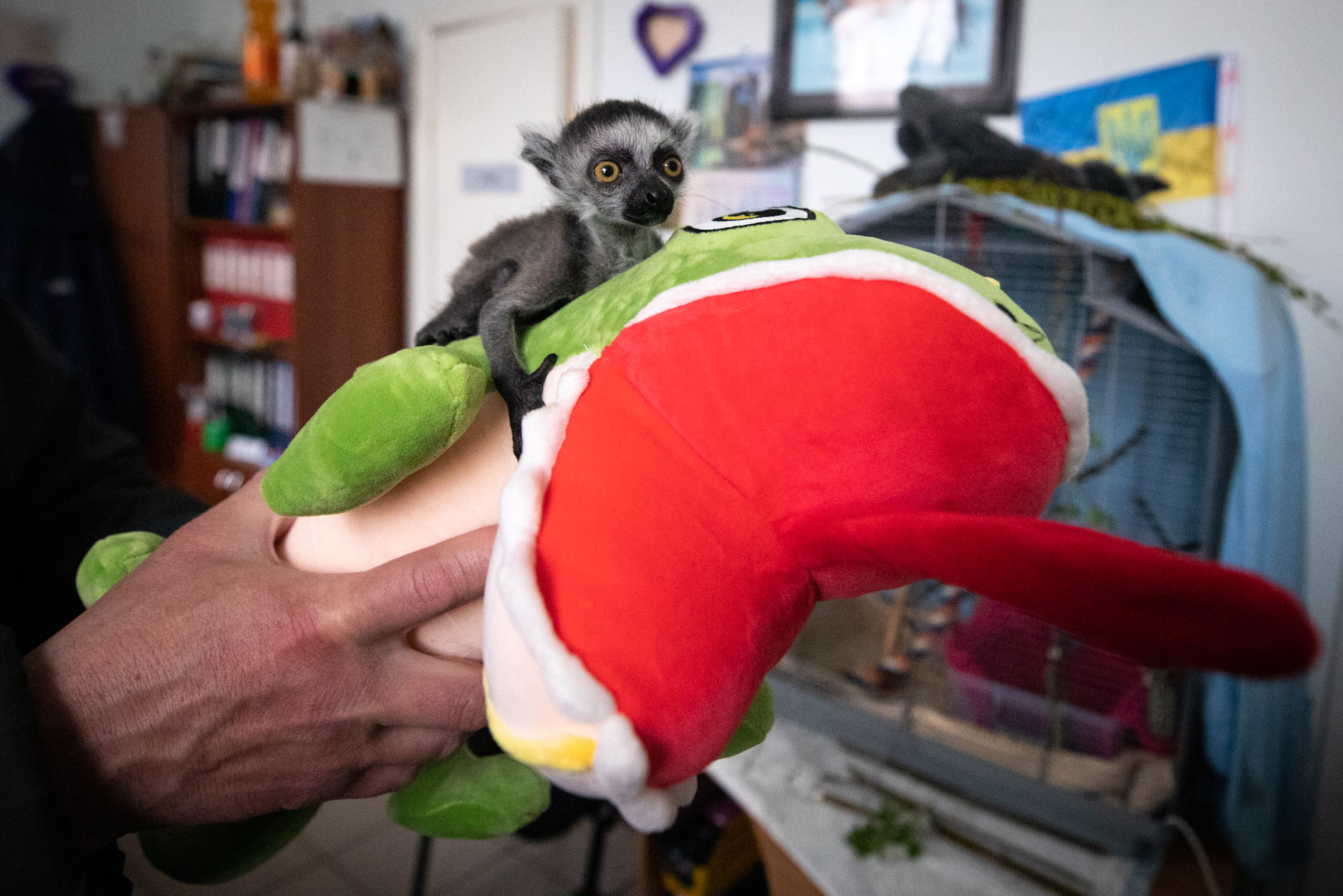 Київський зоопарк прийняв біженців з інших звіринців України: неймовірно милі фото