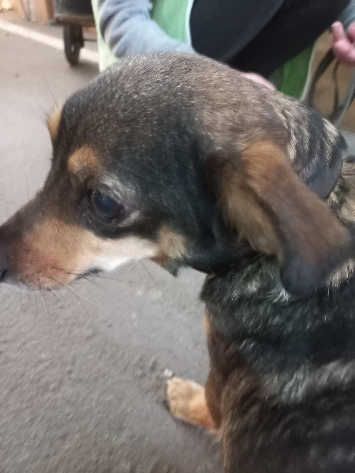 Українець з Маріуполя пройшов під обстрілами 5 діб з собакою на руках