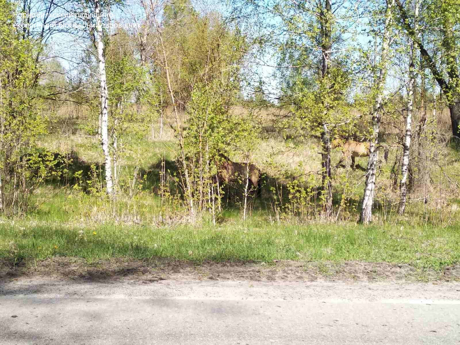 В Чернобыле показали первые фото красавцев-животных после оккупации