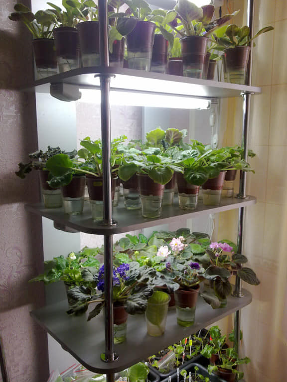 Как вырастить дома сортовые фиалки, как на выставке: секреты профессионалов