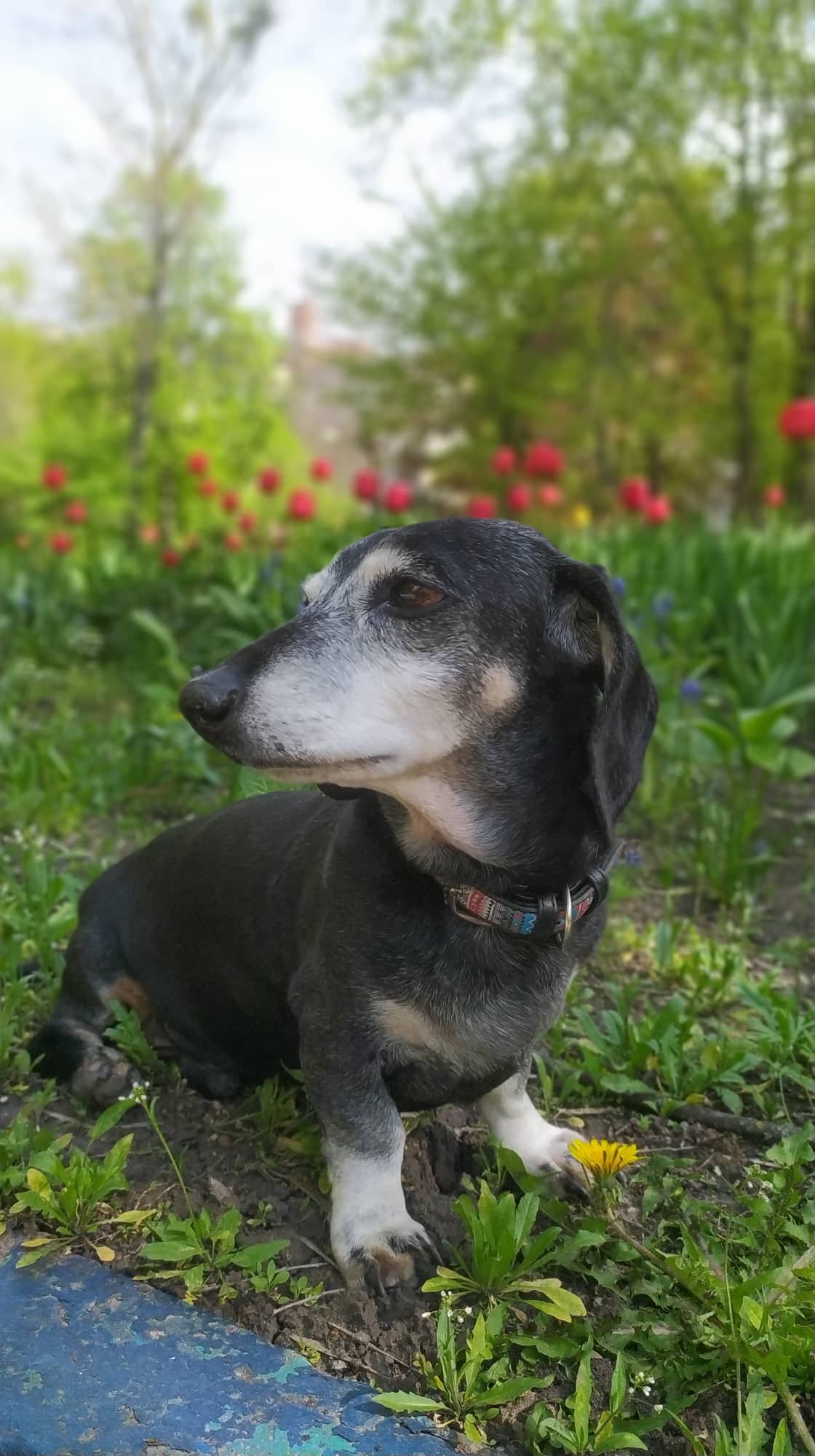 Не тільки Патрон: у ДСНС розповіли про пошуково-рятувальну таксу-ветерана