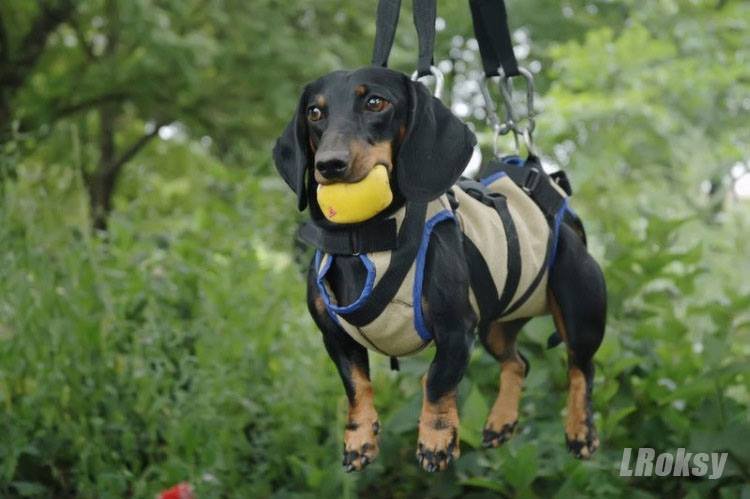 Не тільки Патрон: у ДСНС розповіли про пошуково-рятувальну таксу-ветерана