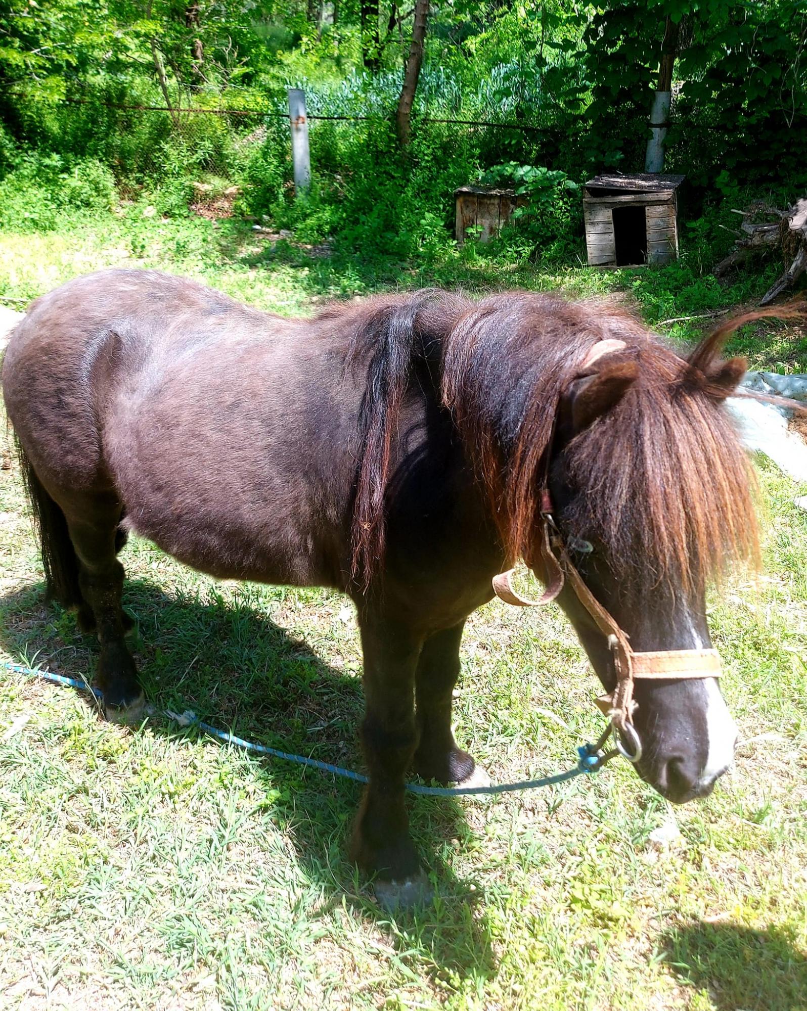 Обезьянки Анфиса и Чарлик, ослик Ося, еноты Мишка, Леля, Динька: в зоопарке под Херсоном погибло более 300 животных