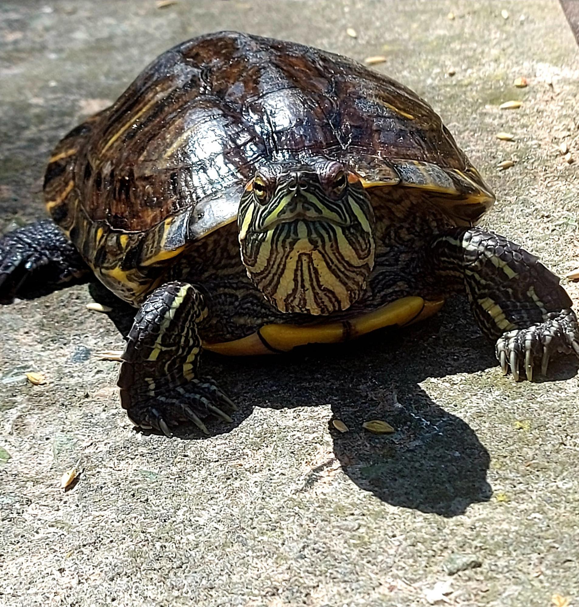 Обезьянки Анфиса и Чарлик, ослик Ося, еноты Мишка, Леля, Динька: в зоопарке под Херсоном погибло более 300 животных