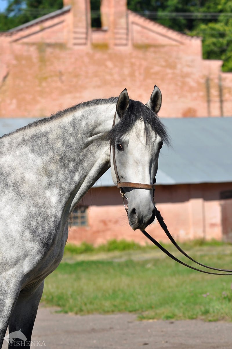 Українців закликають допомогти молодим коням: що потрібно