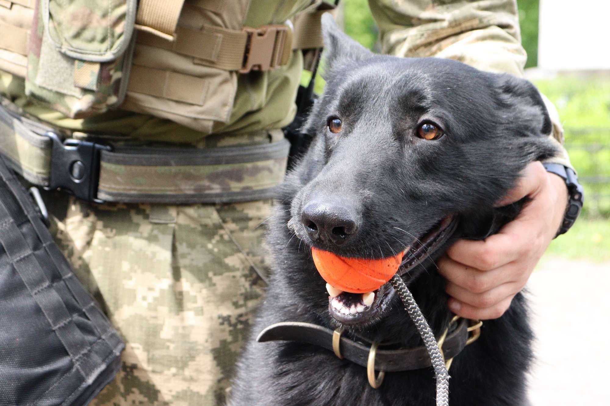 Коллега Патрона: украинские разведчики показали своего пса-талисмана