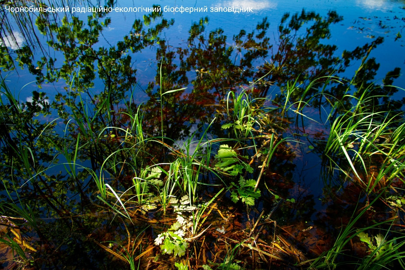 Финал весны: в Чернобыльском заповеднике показали невероятные фото природы