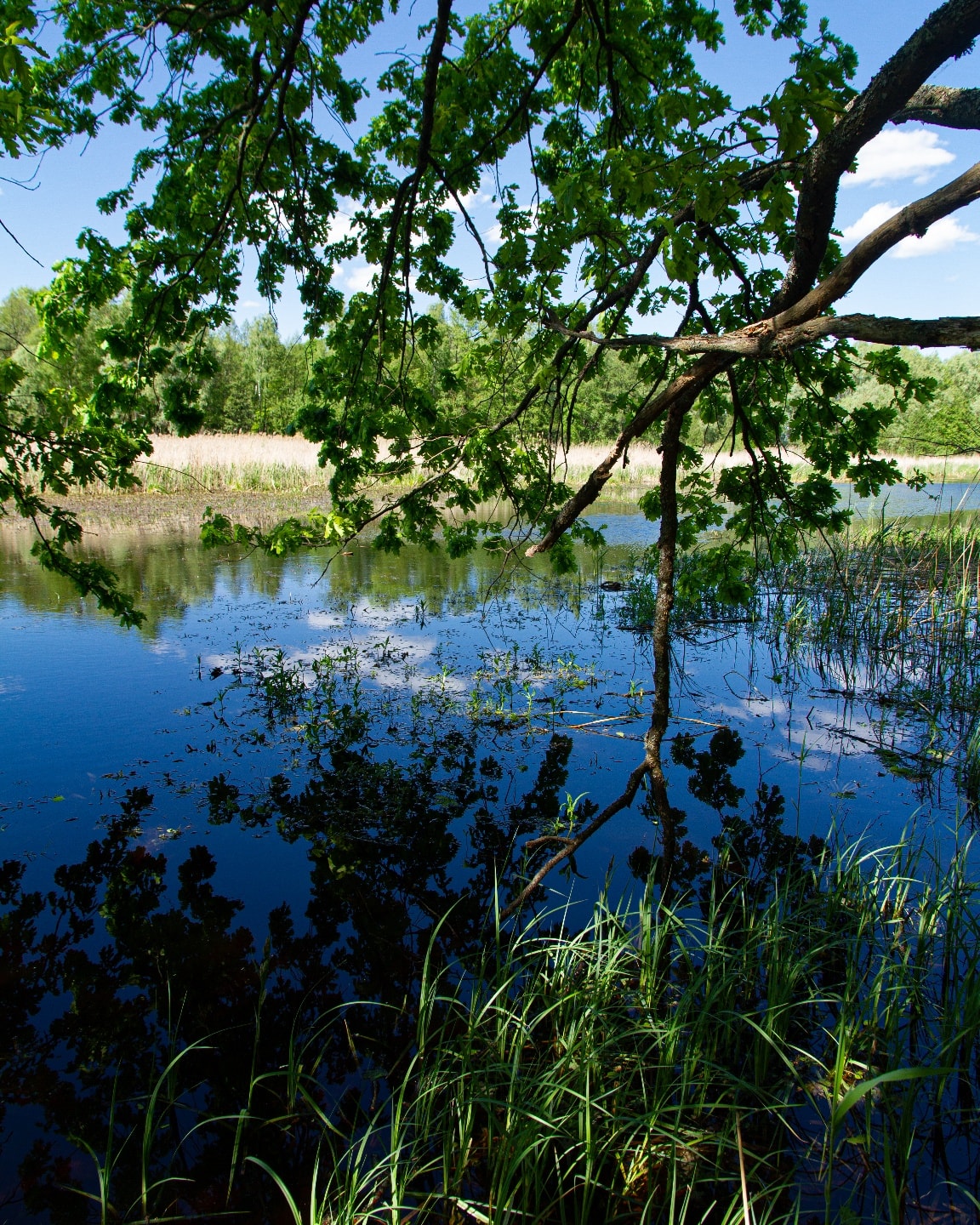 Финал весны: в Чернобыльском заповеднике показали невероятные фото природы