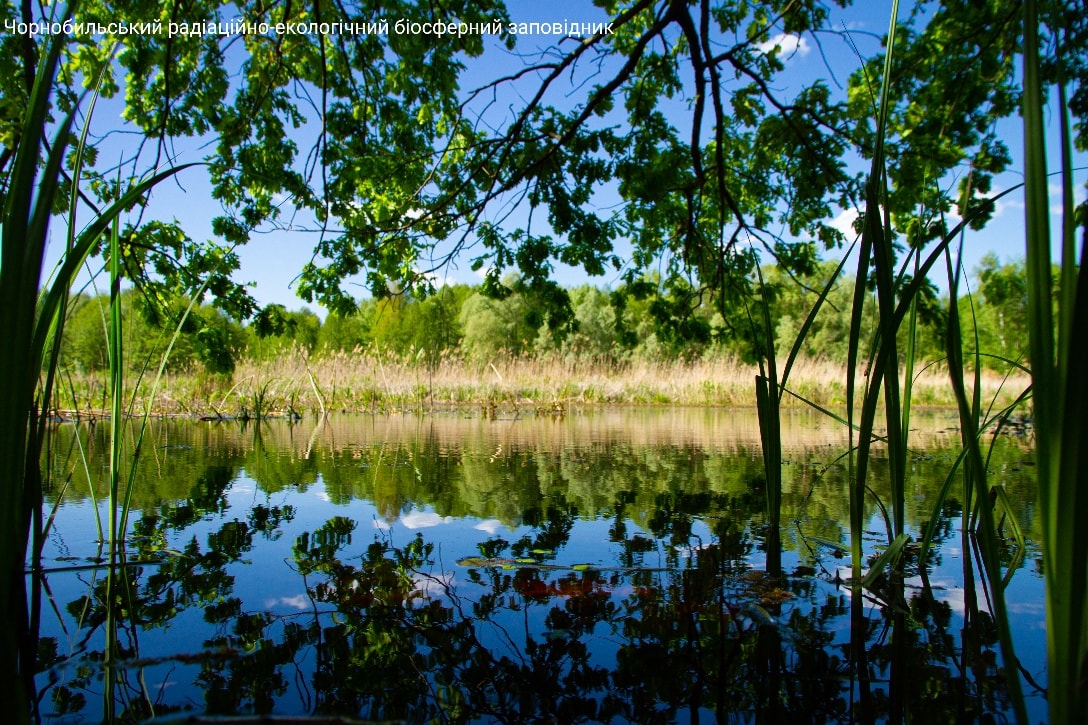 Финал весны: в Чернобыльском заповеднике показали невероятные фото природы