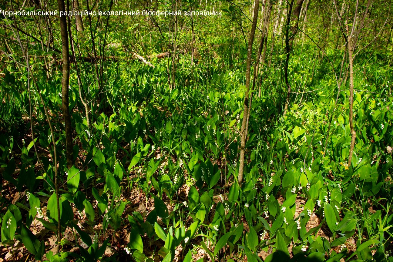 Аромат заполнил леса. В Чернобыльском заповеднике показали уникальный цветок