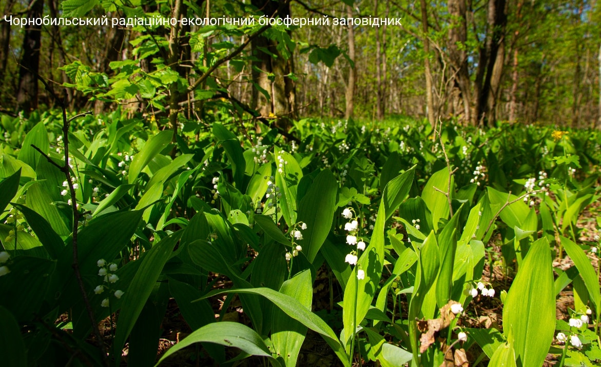 Аромат заполнил леса. В Чернобыльском заповеднике показали уникальный цветок