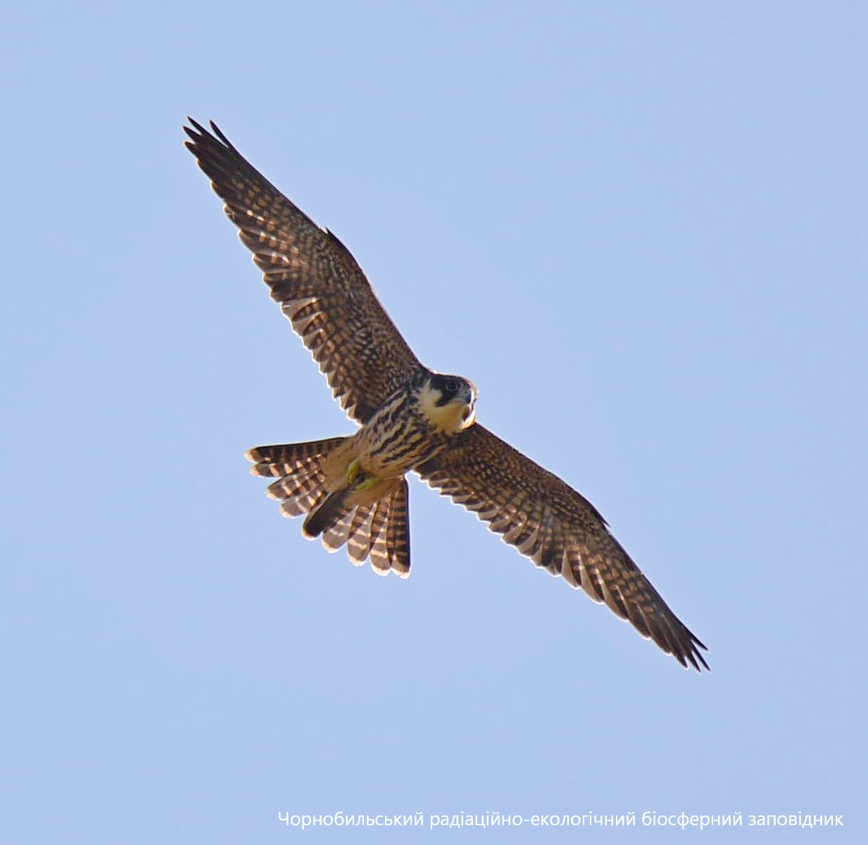 В Чернобыльском заповеднике показали птицу - примерного "семьянина" (фото)