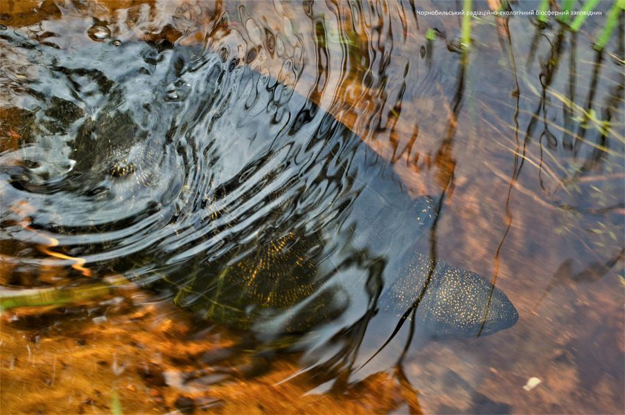 Единственная и неповторимая: в Чернобыле показали животное -"санитара водоема"